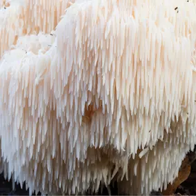 NeuroPrime ingredient Lion's Mane Mushroom
